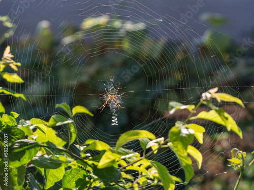 A spider in the center of a circular trapping net among branches with leaves. Sunny natural background with wasp spider.