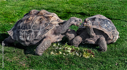 Galapagos tortoises on the lawn. Latin name - Geochelone nigra 