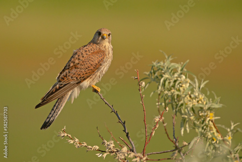 Pustułka (Falco tinnunculus)