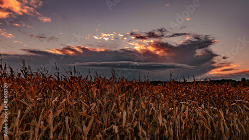 Ciemna chmura burzowa nad polem kukurydzy