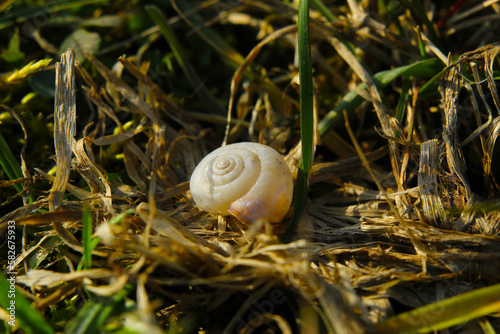 muszla ślimaka z bliska w suchej trawie