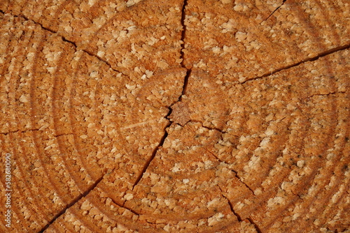 Close up of growth rings of a sawed off pine tree