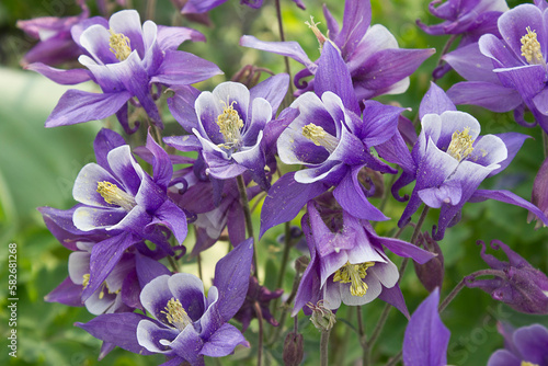 Purple aquileia flowers close-up growing in the garden