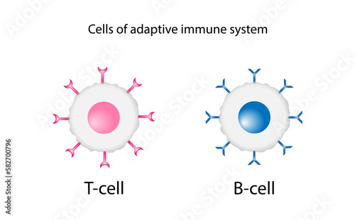 Cells of adaptive immune system. T cell and B cell. T- lymphocyte and B-lymphocyte. Vector illustration.