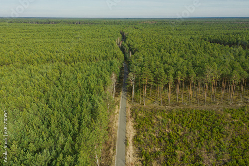 Rozległa równina porośnięta sosnowym lasem. Wśród drzew widać asfaltową, szarą, wąską drogę. Widok z wysokości, zdjęcie zrobione z użyciem drona.