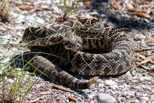 diamondback rattlesnake