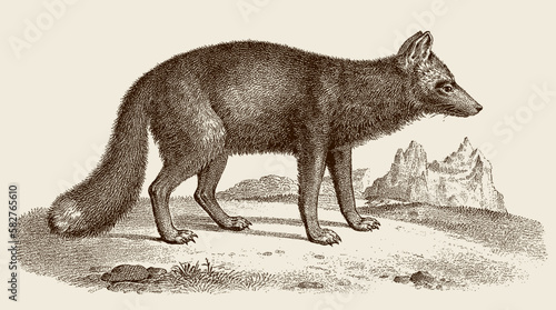 Silver fox vulpes in side view, after antique copperplate