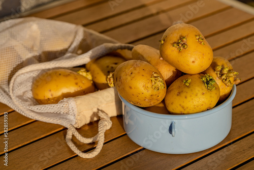 Close up of sprouted potatos in blue enamel pot in sunset light. Germinating vegetables, moldy and stale potatoes, bad stored food ingredients