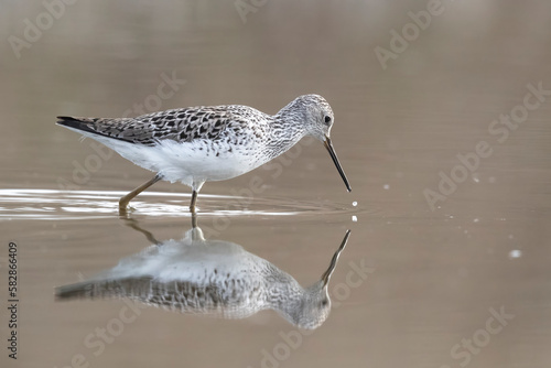 Waders or shorebirds, Marsh Sandpiper (Tringa stagnatilis)