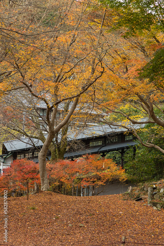 日本 京都府京都市にある八瀬もみじの小径の紅葉とケーブル八瀬駅
