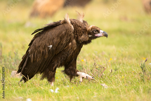 Sęp kasztanowaty (Aegypius monachus)