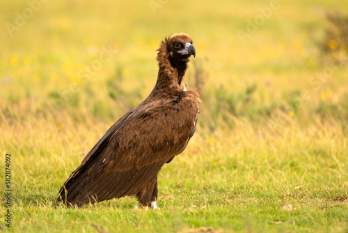 Sęp kasztanowaty (Aegypius monachus)