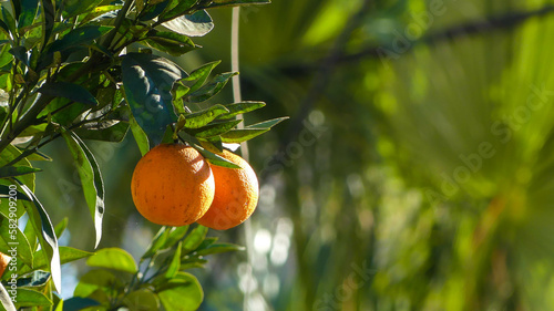 Des Agrumes à Profusion : Le Parfum de Citrons et d'Oranges en Grèce