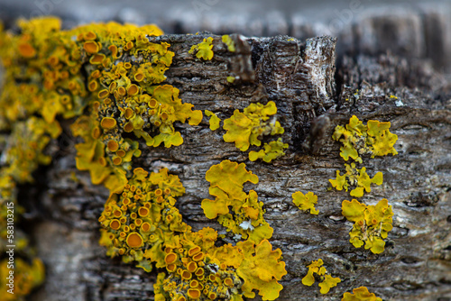 lichen on tree