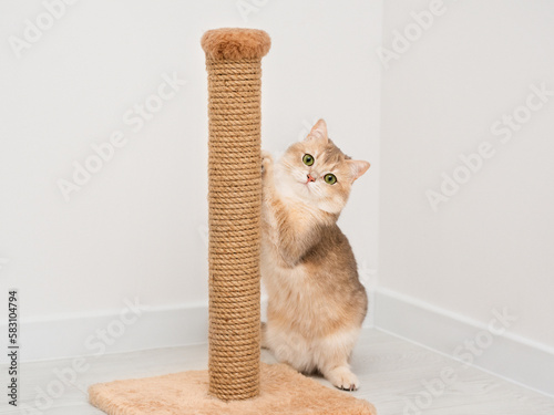 Young British kitten sharpening her claws in the living room. Expressive green eyes.