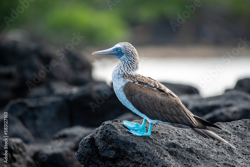 Up close with a blue footed booby in the Galapagos Islands