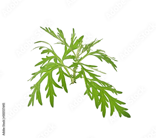 Artemisia vulgaris L, Sweet wormwood, Mugwort or artemisia annua branch green leaves on transparent png