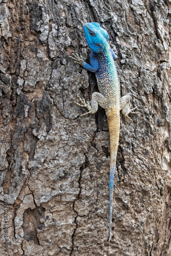 Colourful blue headed agama lizard in a tree