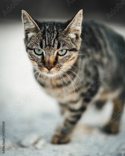 Portrait of a beautiful angry striped cat walking in a field with a blurry background