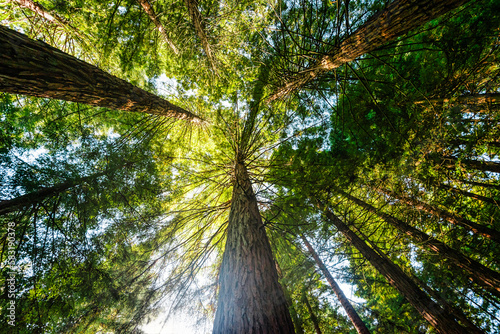 Redwood Forest in Rotorua, New Zealand 