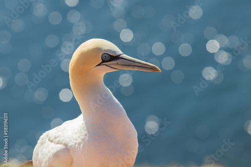 Wild bird in the wild Morus bassanus - Northern Gannet on the island of Helgoland on the North Sea in Germany.