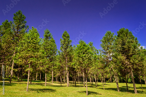 Forest Pine Eucalyptus Trees