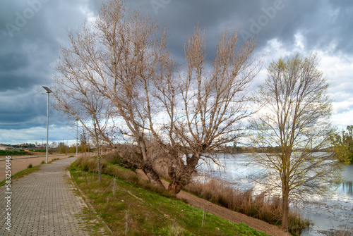 Árboles junto a la ribera de un río bajo un cielo nublado.