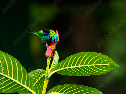 Green-headed Tanager portrait on a plant against green background