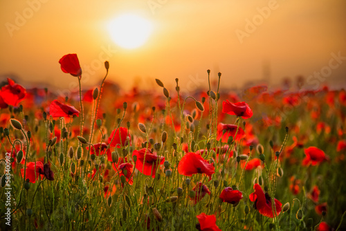 Field of poppies selective focus. Nature summer wild flowers. Vivid red flower poppies plant. Buds of wildflowers. Poppy blossom background. Floral botanical mood. Leaf and bush poppy flower. Sky