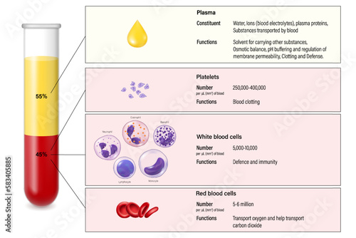 The composition of mammalian blood vector. Plasma, red blood cells, white blood cells and platelets. Test tube with blood for education.