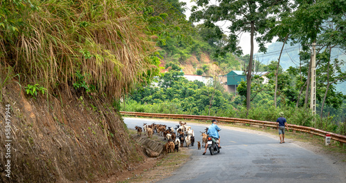 A herd of goats is moving on the road to the pasture in Hang Kia Commune, Mai Chau District, Hoa Binh Province, Vietnam