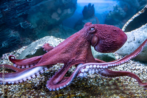 Doflein's octopus (Latin Enteroctopus dofleini) with tentacles and suckers on the background of the seabed. Marine life, exotic fish, subtropics.