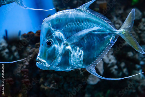 The moonfish is a womer with a transparent body on the background of the seabed. Marine life, exotic fish, subtropics.
