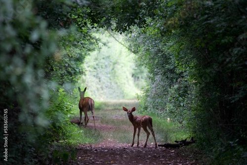 View of beautiful deer on a road in a forest with green trees