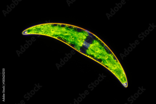 Microscopic view of freshwater single-celled green algae (Closterium). Darkfield illumination.