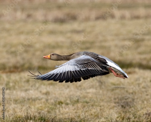 Wild goose in flight, greylag