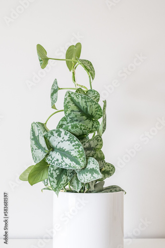 Scindapsus exotica in a white planter