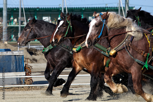 帯広ばんえい競馬（帯広市）