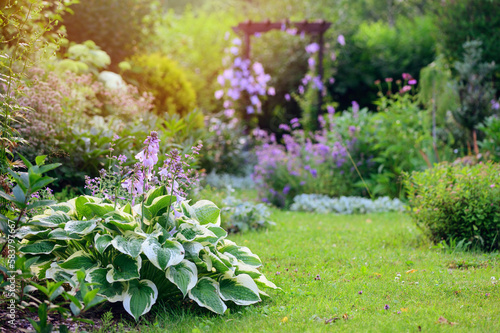 Natural cottage summer garden view in june or july. Hosta, clematis, nepeta (catmint) in full bloom. Curvy pathway.