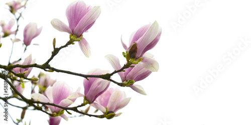 Kwitnące kwiaty magnolii