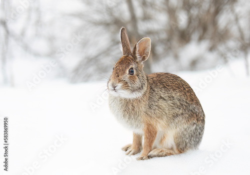 Eastern cottontail rabbit sitting in the snow in a winter forest in Canada