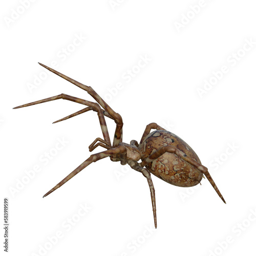 spider isolated 3d 