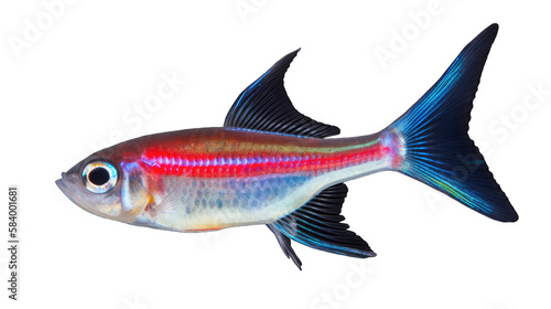 Neon tetra fish isolated on white transparent background png. Generative AI