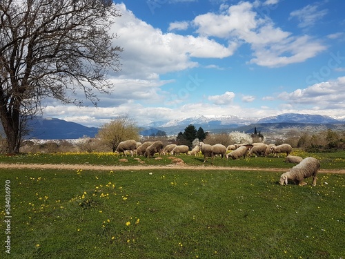 sheeps on meadow in spring season green grass in ioannina greece