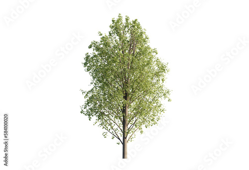 Acer pseoudoplatanus tree PNG cutout single 2
