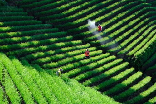 farmer sprayed pesticides on a field of shallot plantation. terracing in Majalengka, west java, Indonesia