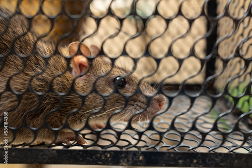 f rat trapped in the iron cage