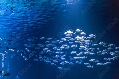 Swarm of Fishes swimming together in Blue Water