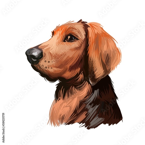 Polish Hound dog portrait isolated on white. Digital art illustration of hand drawn dog for web, t-shirt print and puppy food cover design. Ogar Polski, breed of hunting dog indigenous to Poland.