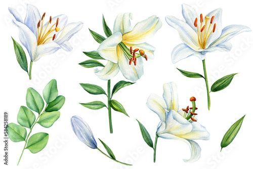 White lilies flowers on isolated background, watercolor white lily, flora for design. Beautiful flower illustration.